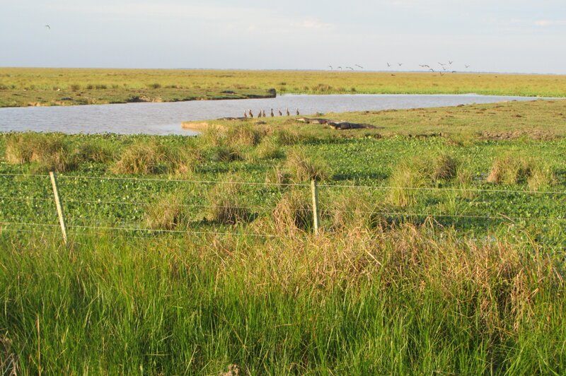 Alligators in Marsh