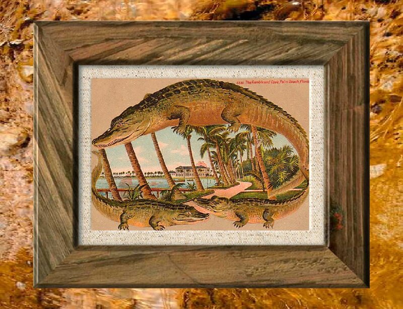 Alligators in Postcard