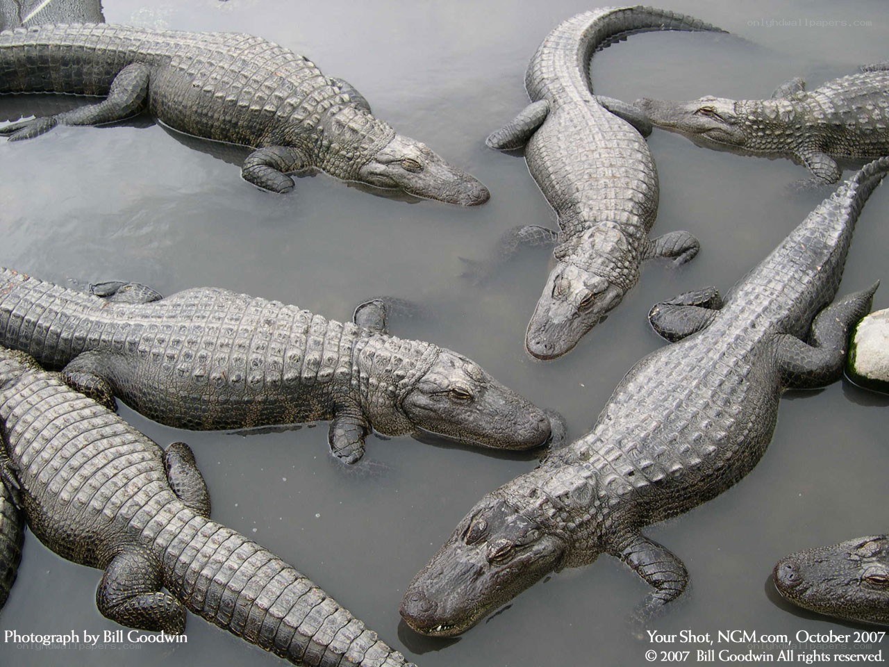 Alligators in shallow water