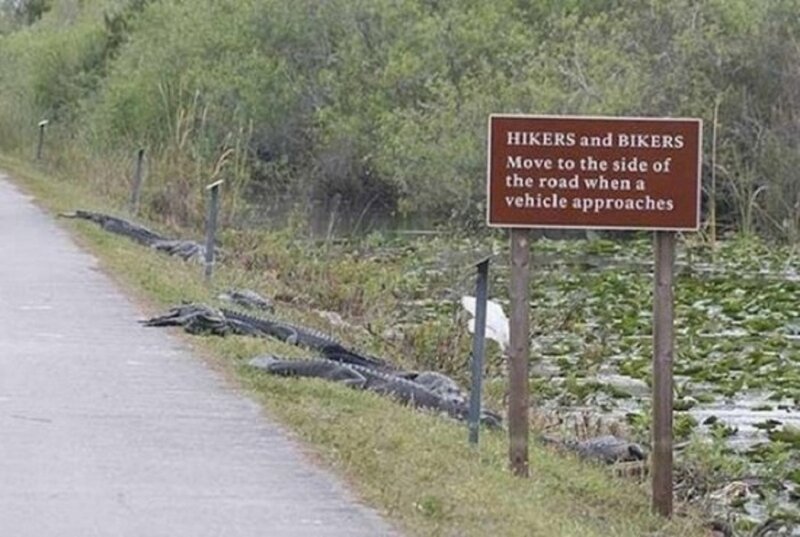 Alligators on Roadside