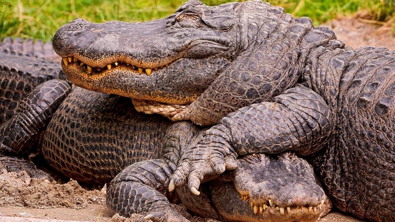 Alligators resting together