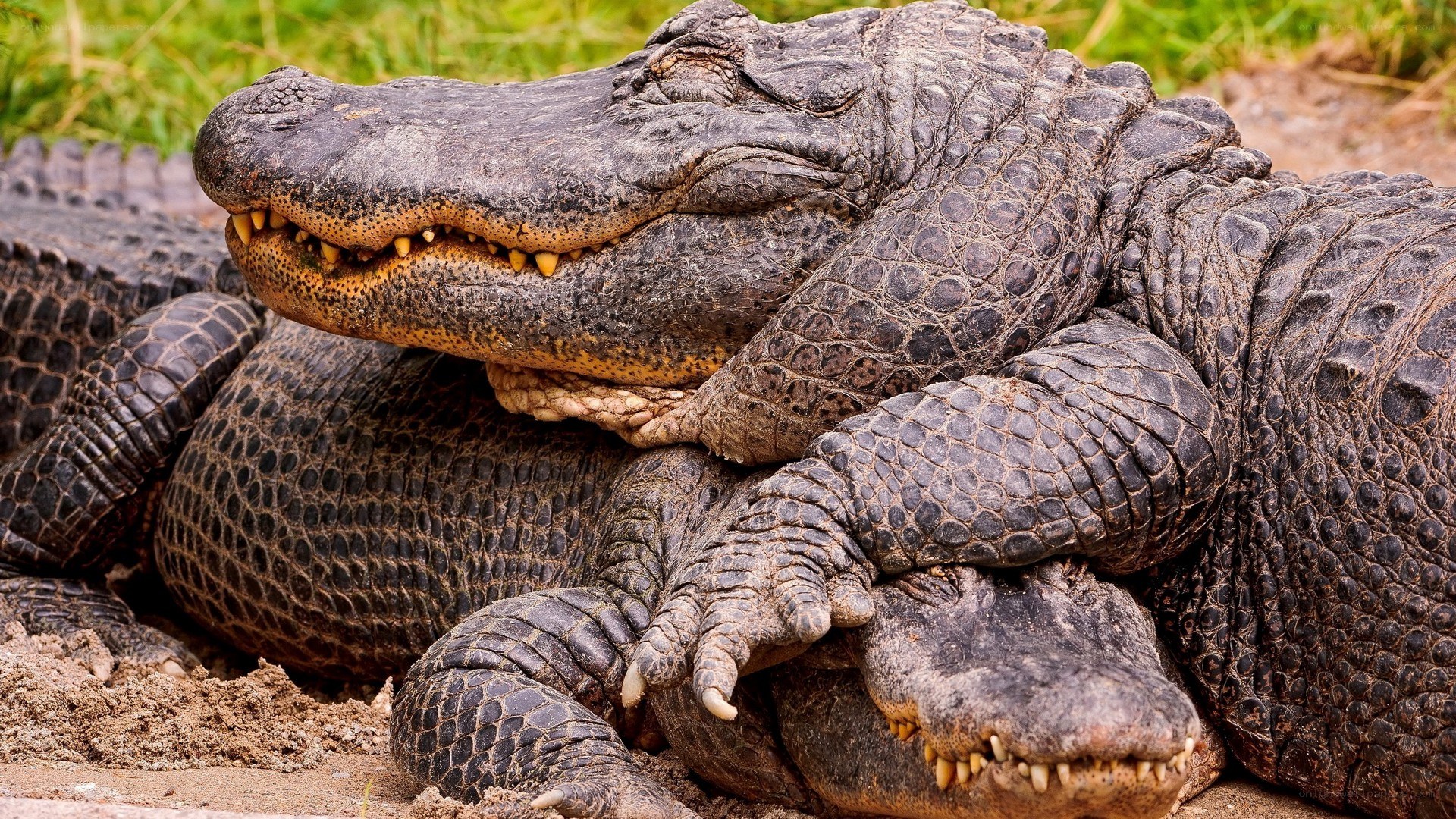 Alligators resting together