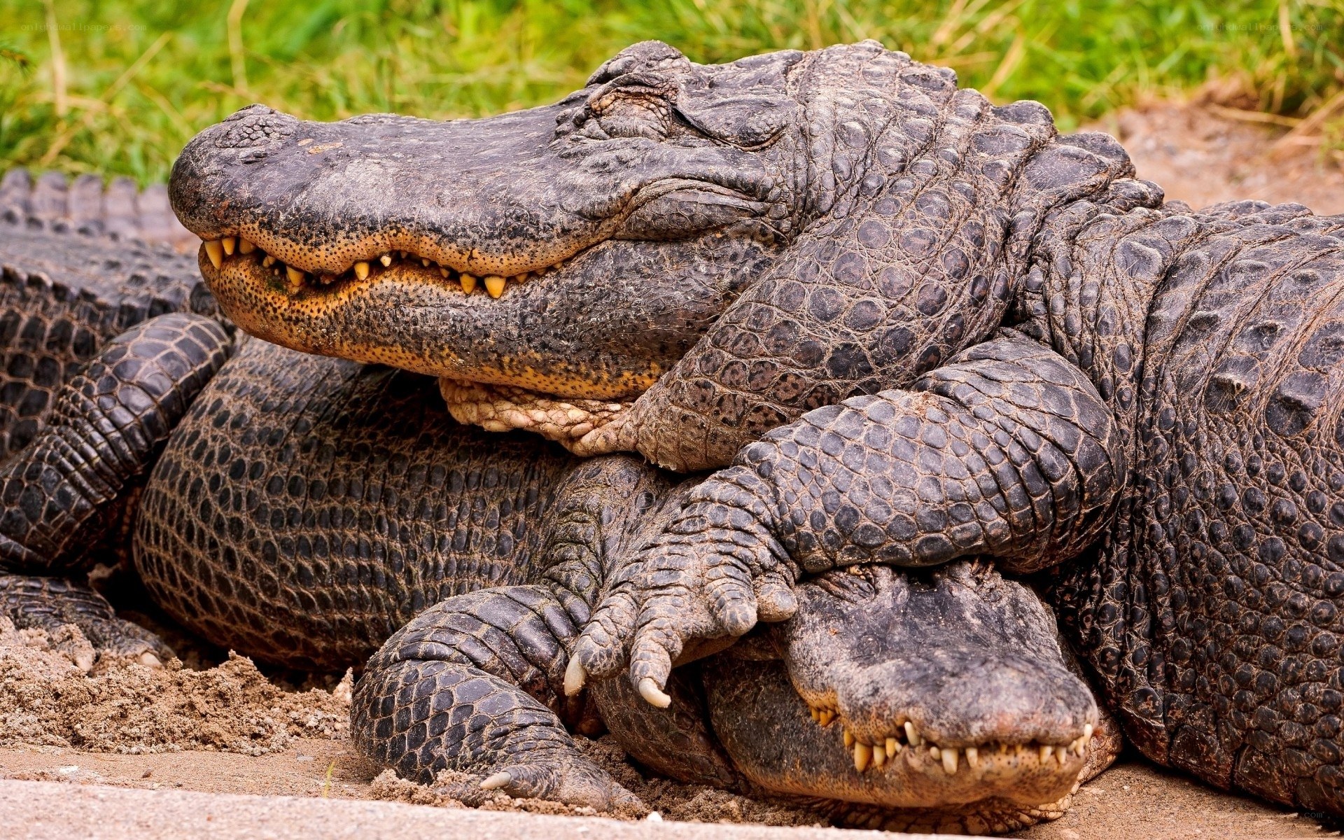 Alligators resting together