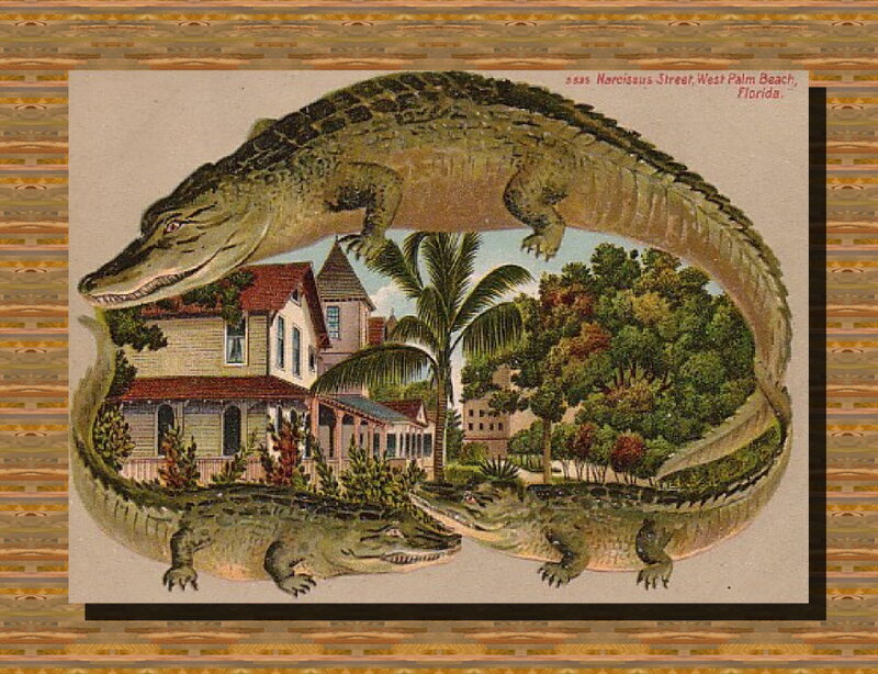 Alligators Surrounding House