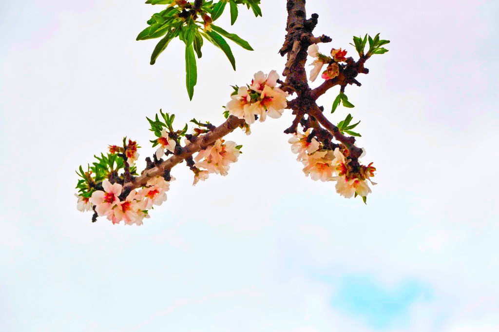 Almond blossom branch