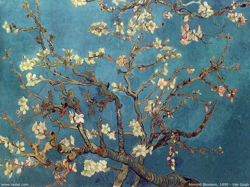 Almond Blossom Branches