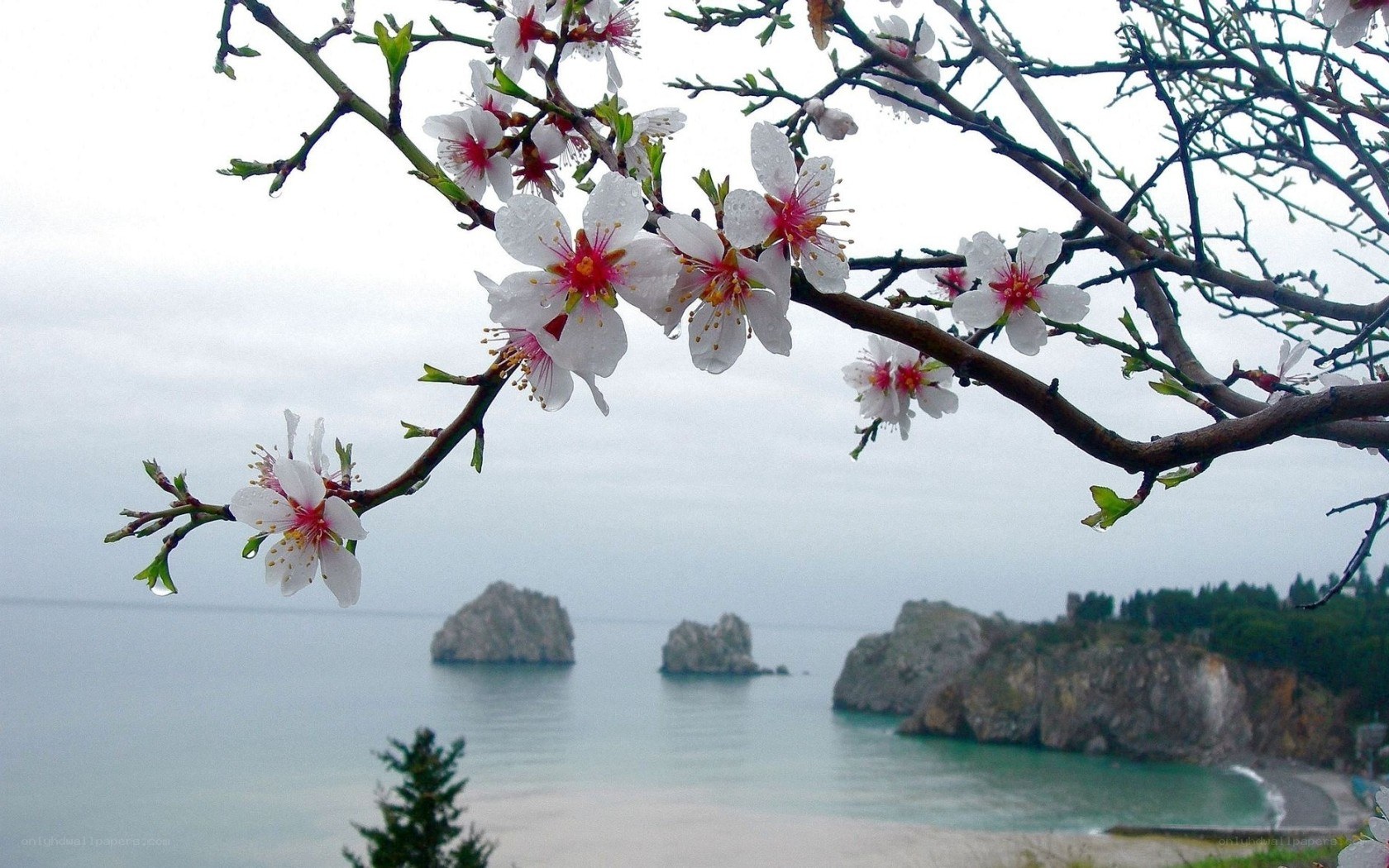 Almond blossoms by the sea