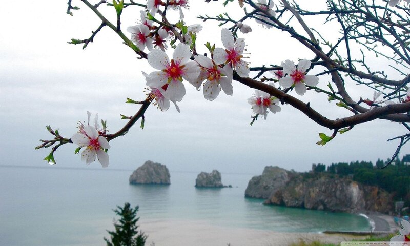 Almond Blossoms on Branch