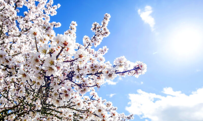 Almond Blossoms on Branch — White, Serene, Spring, Photograph, Blue Sky
