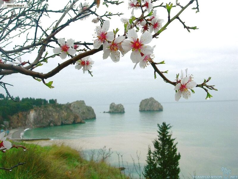 Almond Blossoms on Branch — White, Serene, Spring, Photograph, Coastline