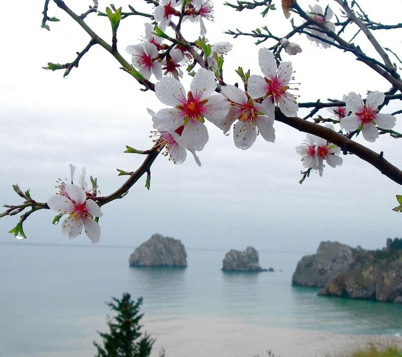 Almond Blossoms on Branch — White, Serene, Spring, Photograph, Sea, Rocks, Beach