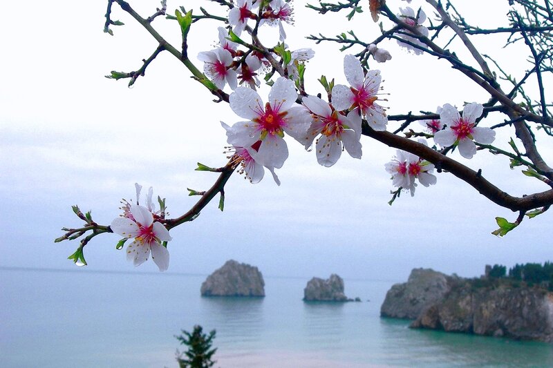 Almond Blossoms on Branch — White, Serene, Spring, Photograph, Sea, Rocks, Sky