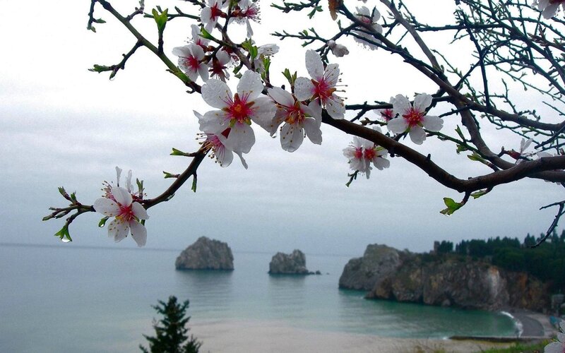 Almond Blossoms on Branch — White, Serene, Spring, Photograph, Sea, Rocks