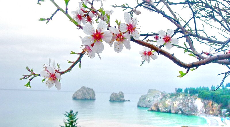 Almond Blossoms on Branch — White, Serene, Spring, Photograph, Sea, Rocks, Trees