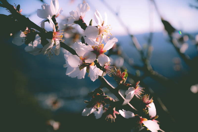 Almond Blossoms on Branch — White, Serene, Spring, Photograph, Sky, Mountains