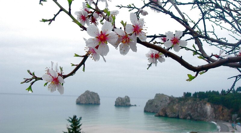 Almond Blossoms on Branch — White, Serene, Spring