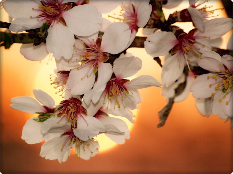 Almond Blossoms on Branch — White, Serene, Sunset