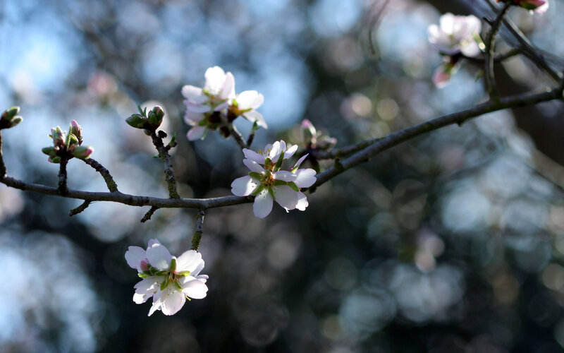 Almond Blossoms on Branch — White, Serene