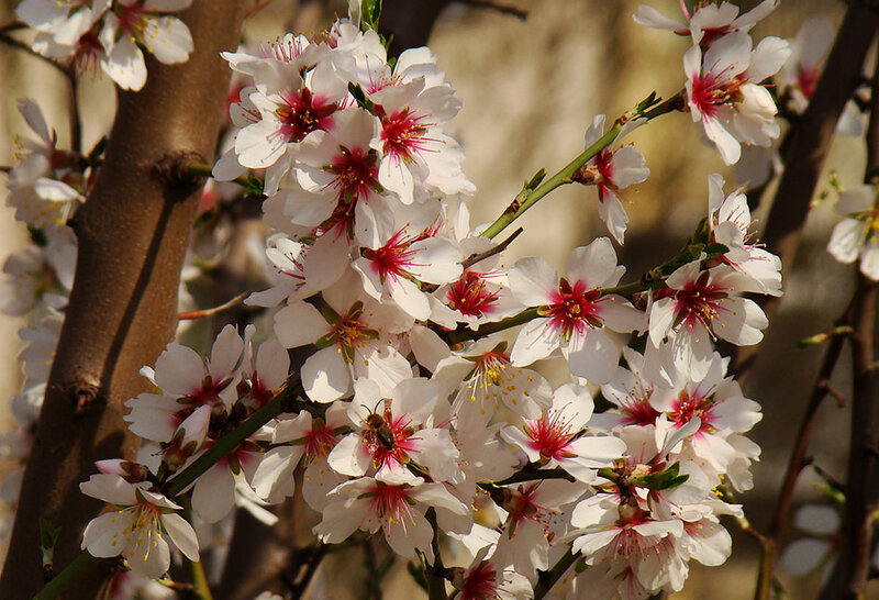 Almond Blossoms on Branch — White