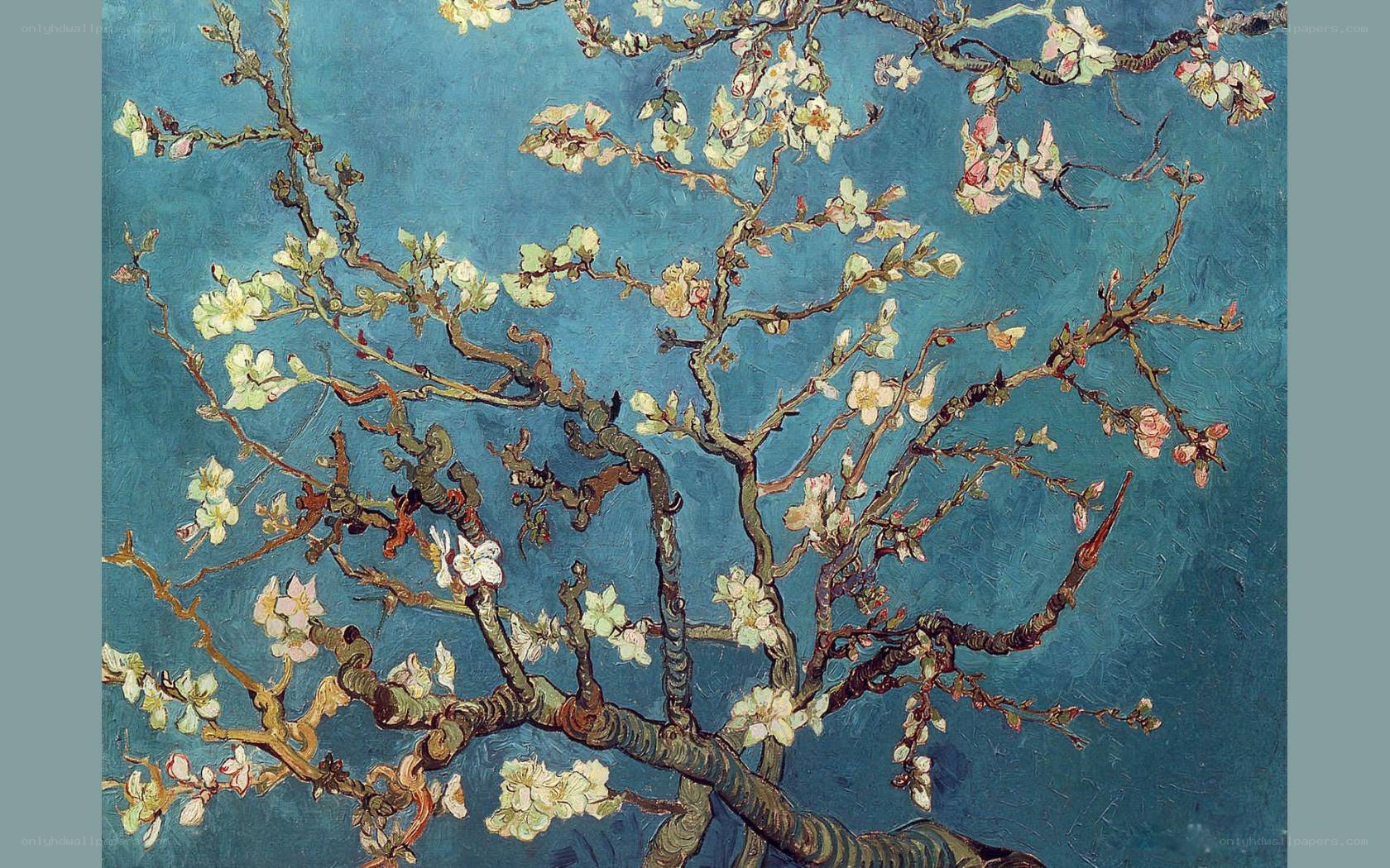 Almond Branches in Bloom