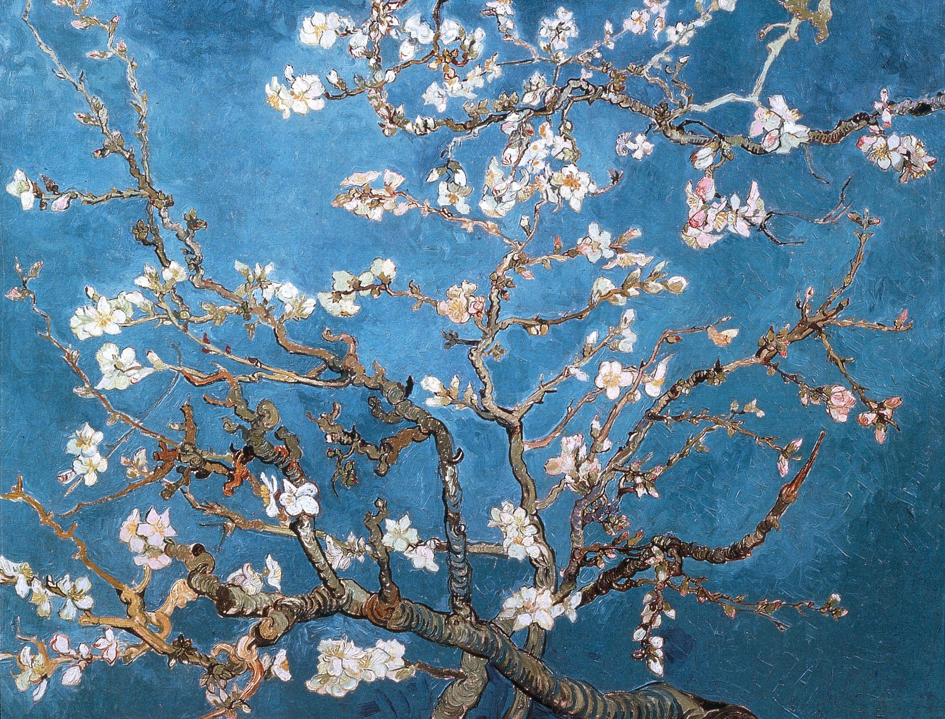 Almond Branches in Bloom