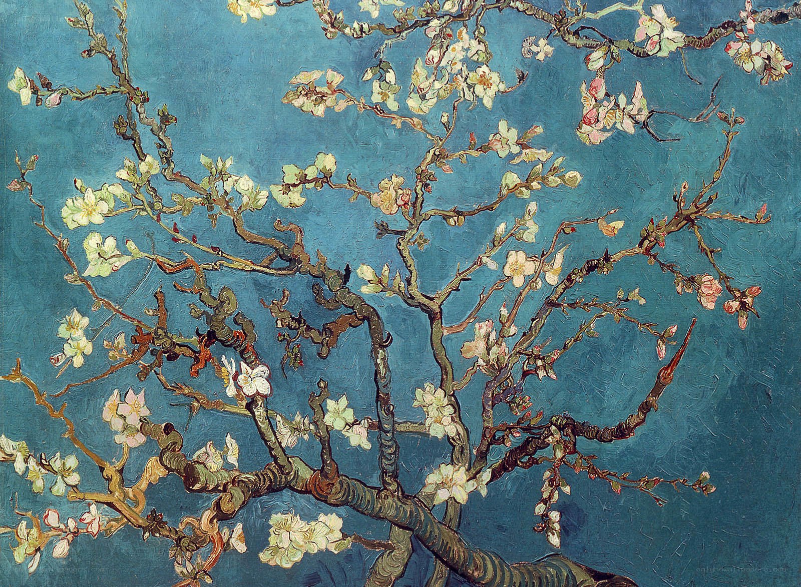 Almond Branches in Bloom