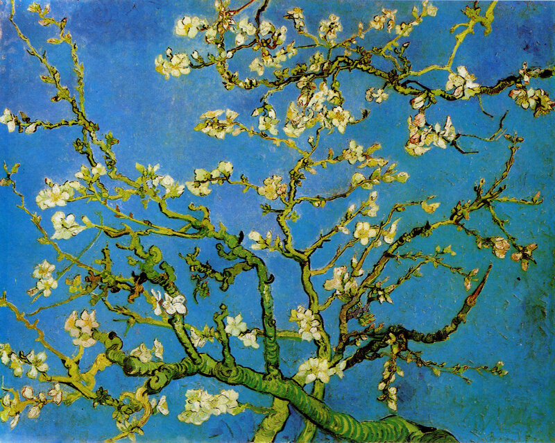 Almond Branches in Bloom