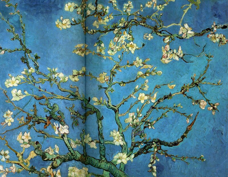 Almond Branches in Bloom
