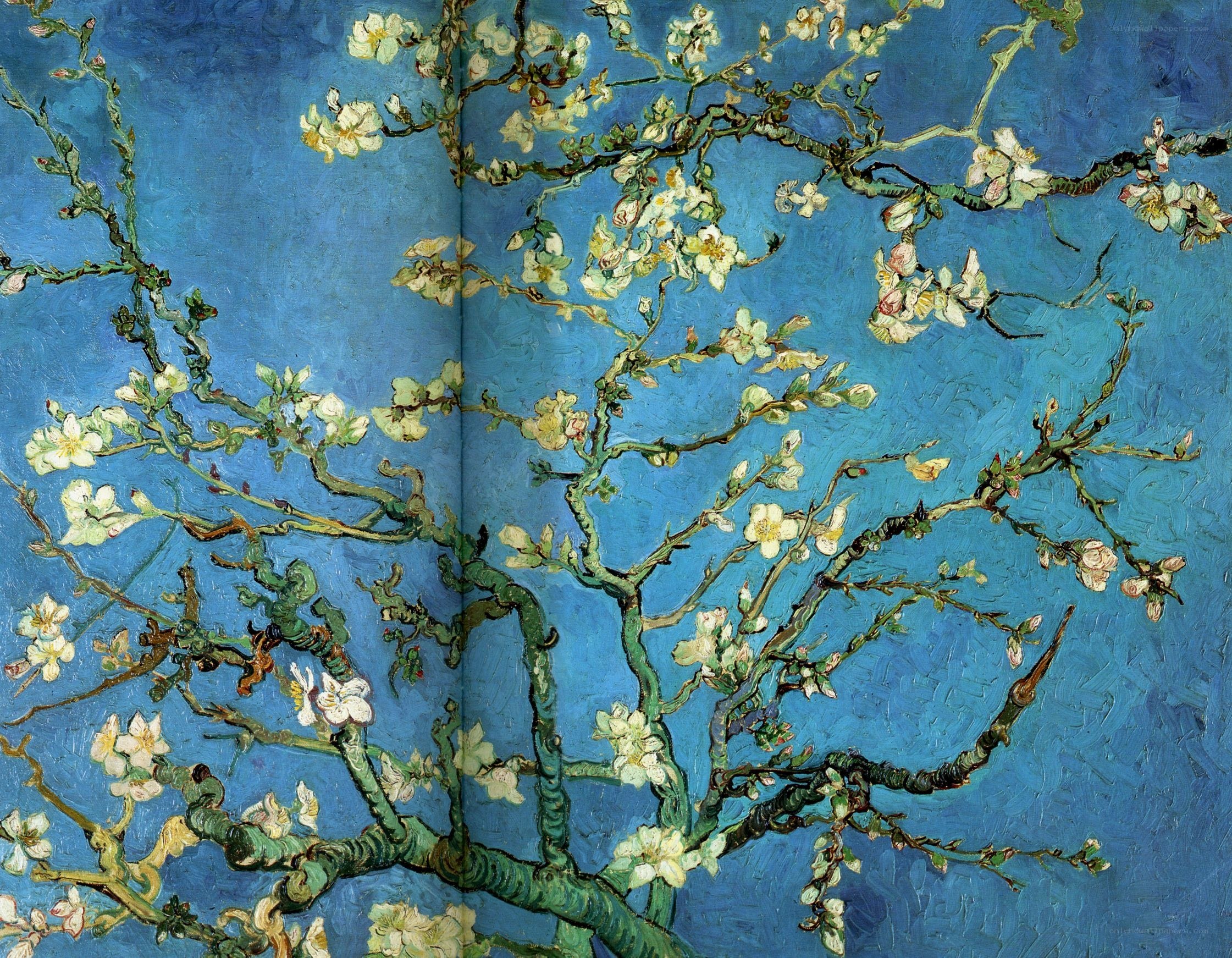 Almond Branches in Bloom