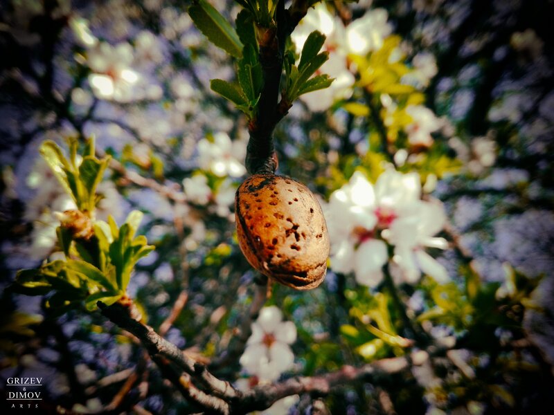 Almond on a Branch
