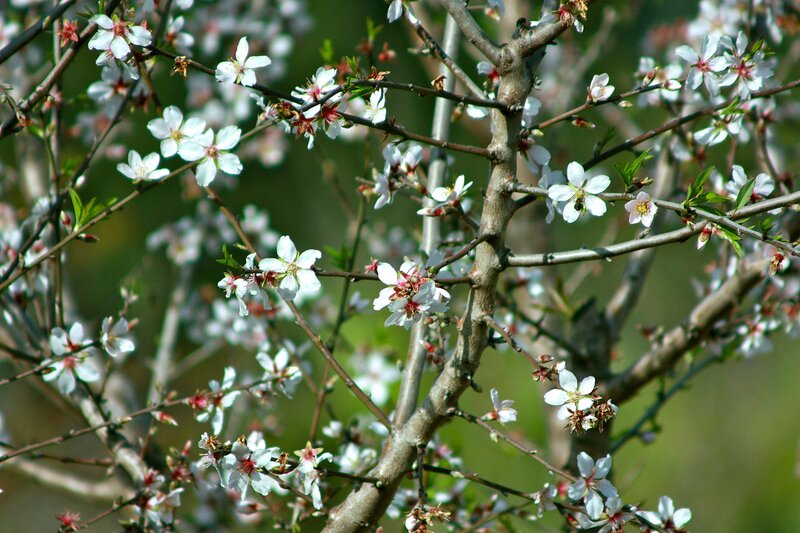 Almond Tree Blossoms