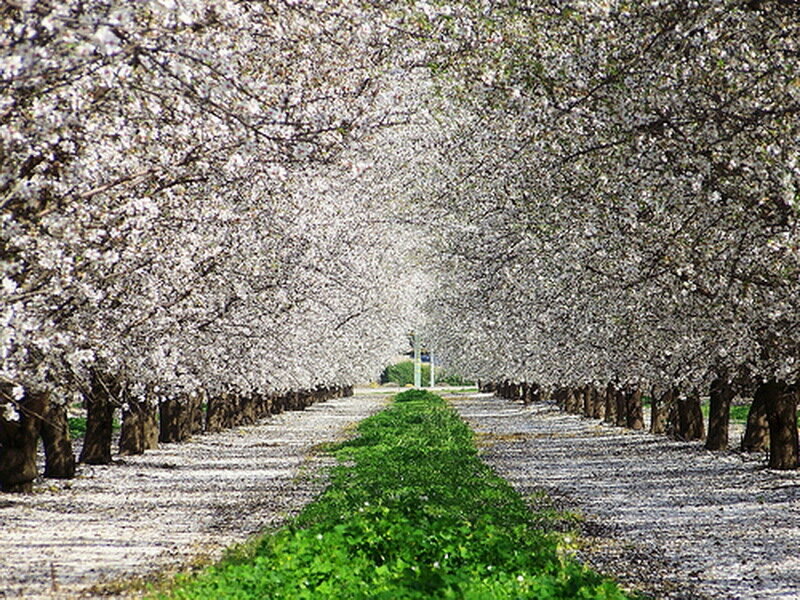 Almond Trees in Bloom