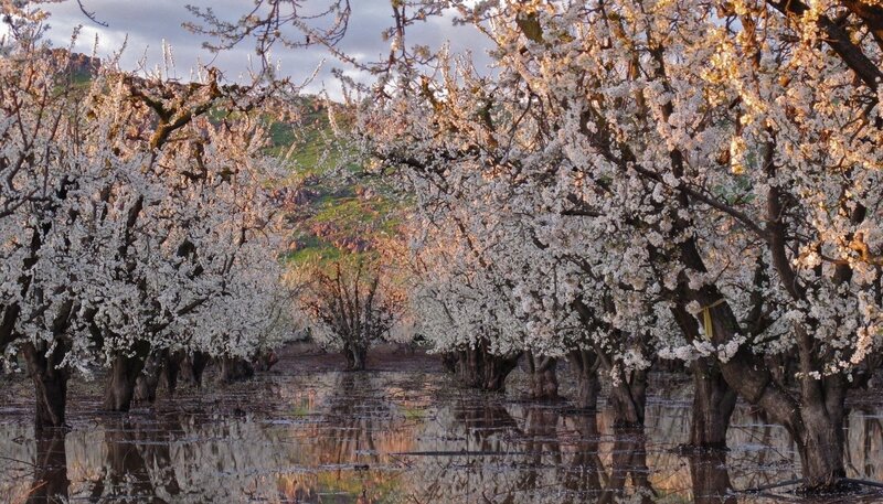 Almond Trees in Bloom — White