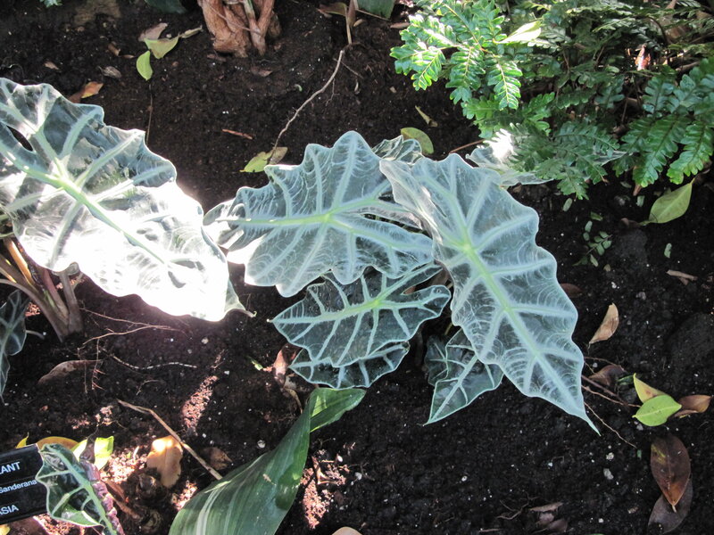 Alocasia Plant Leaves