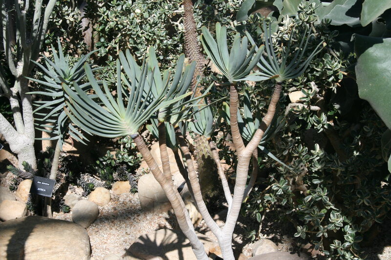Aloe Dichotoma Plants