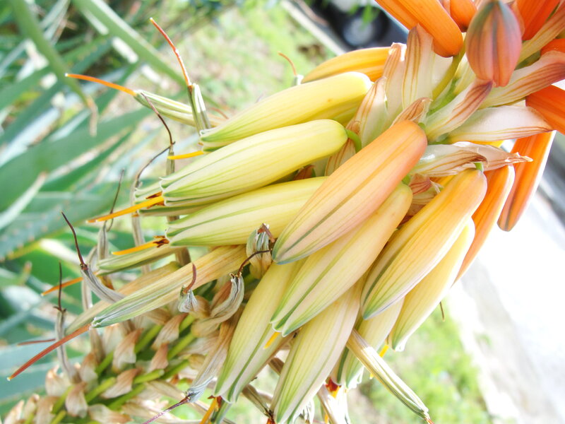 Aloe flower cluster
