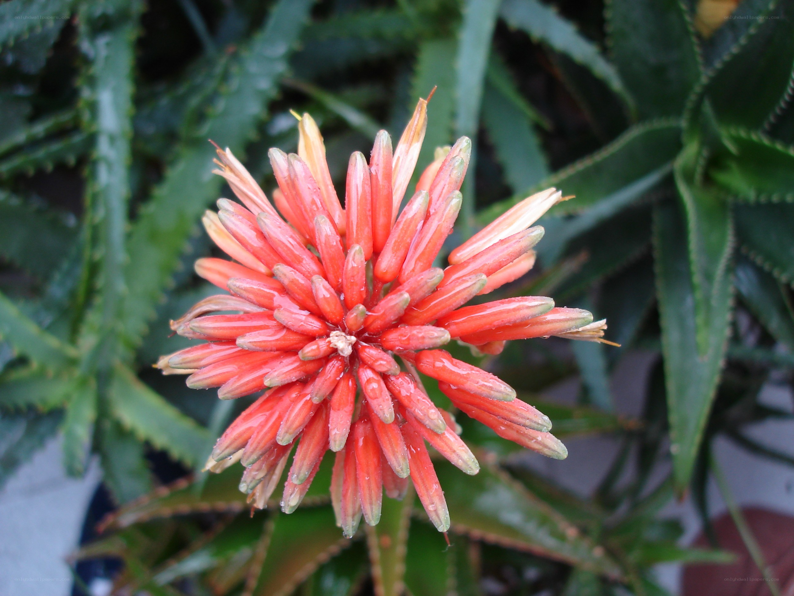 Aloe flower in bloom