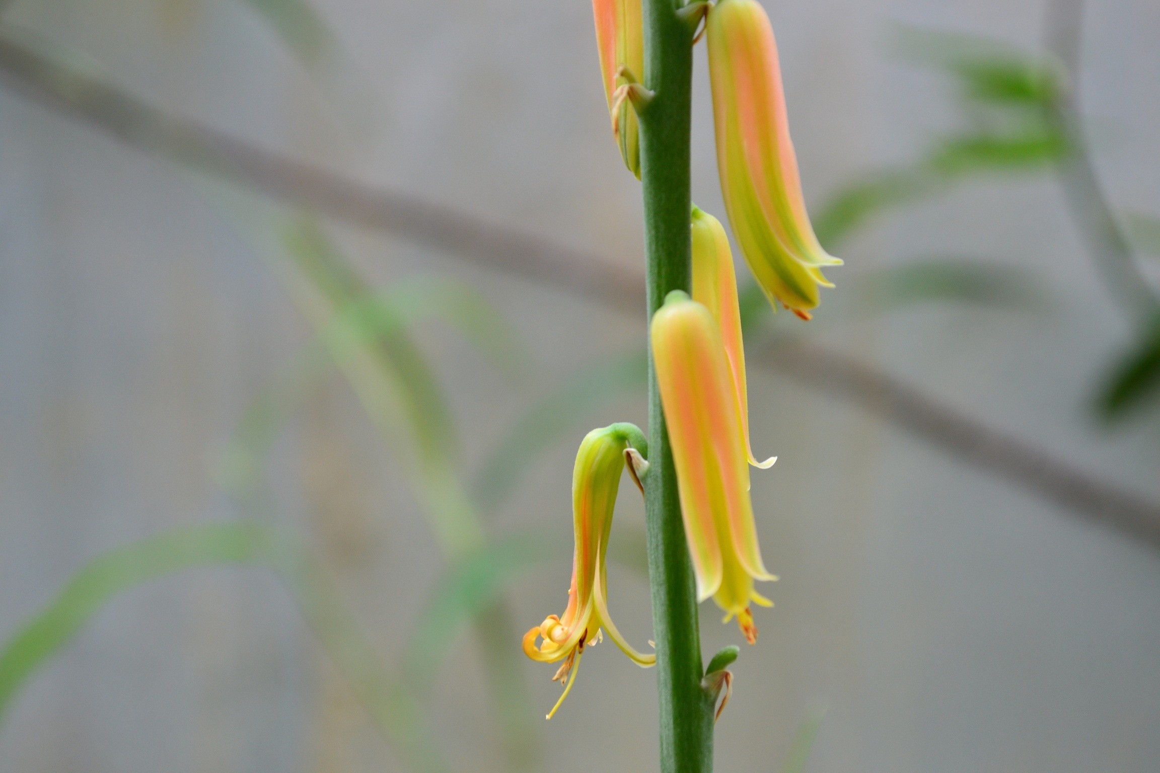 Aloe flower in bloom