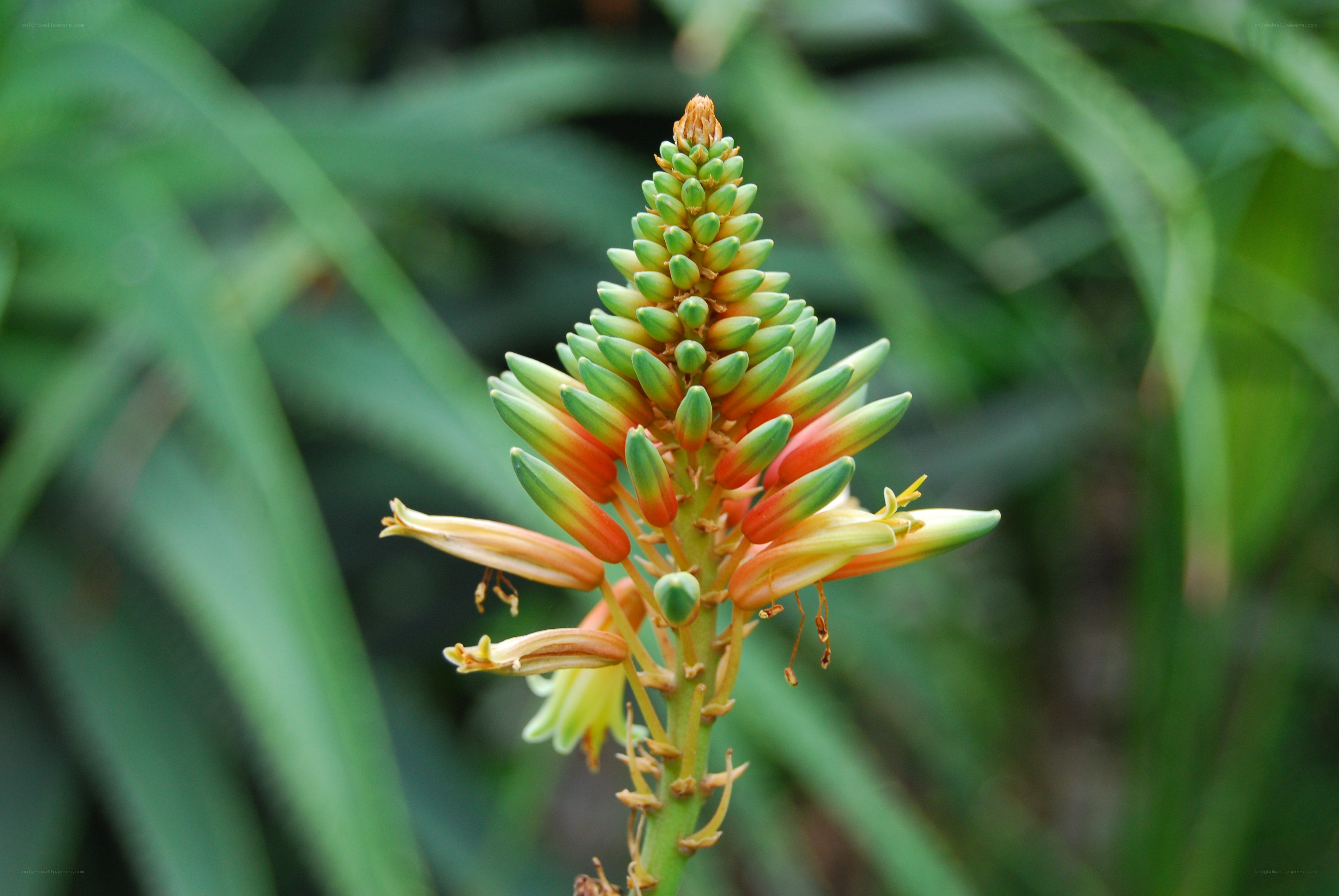 Aloe flower in bloom