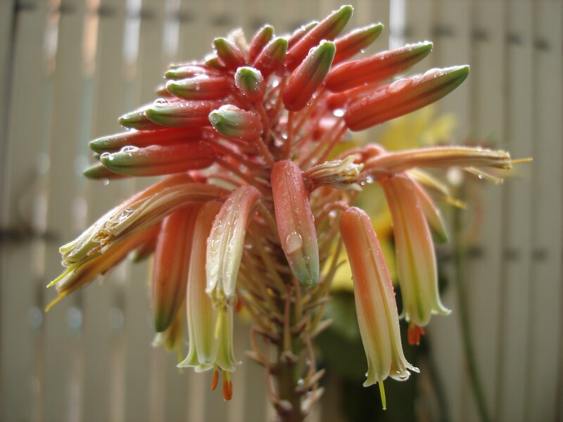 Aloe flower with water droplets