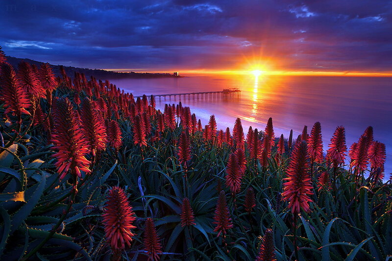 Aloe Plants at Sunset