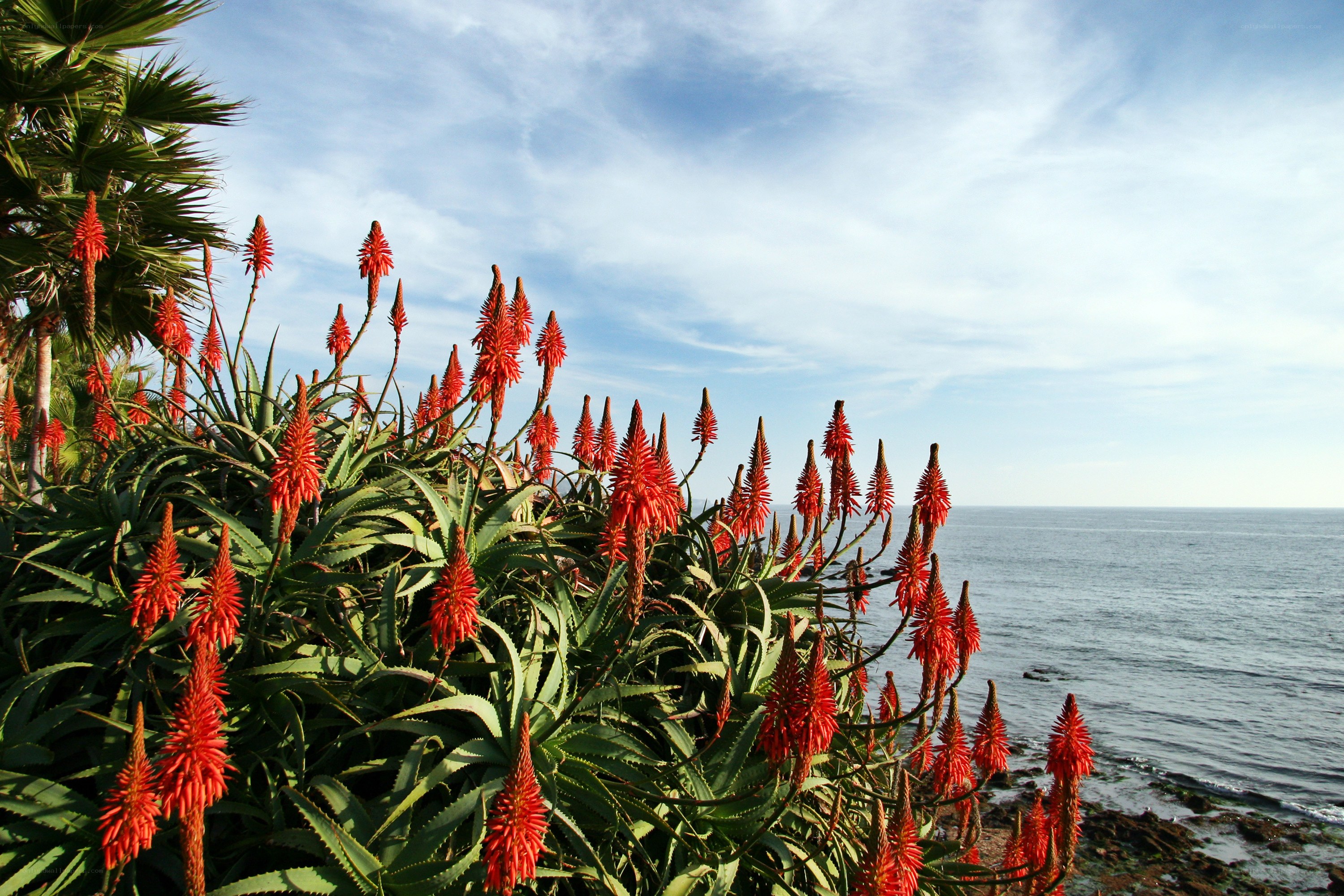Aloe plants by the ocean