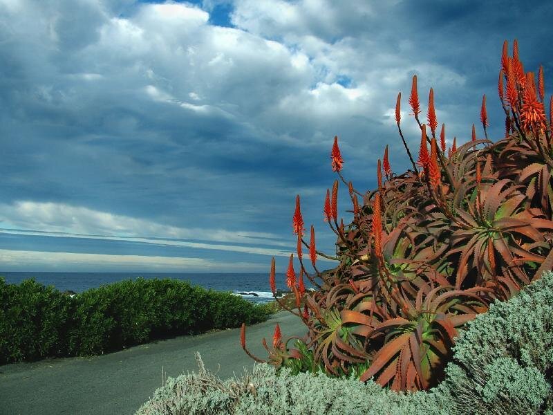 Aloe Plants by the Sea — Blue