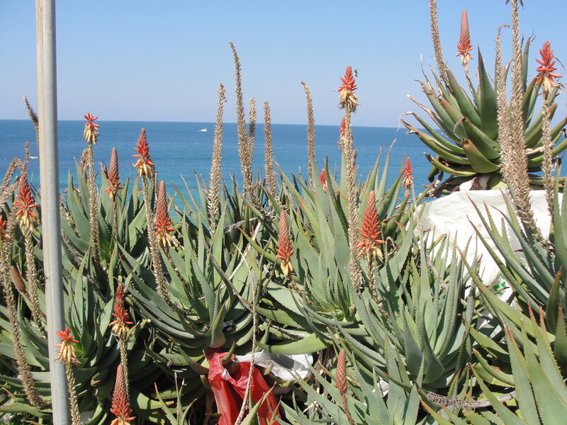 Aloe plants by the sea