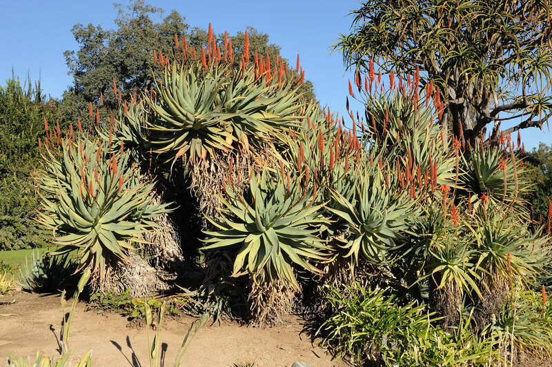 Aloe plants in bloom