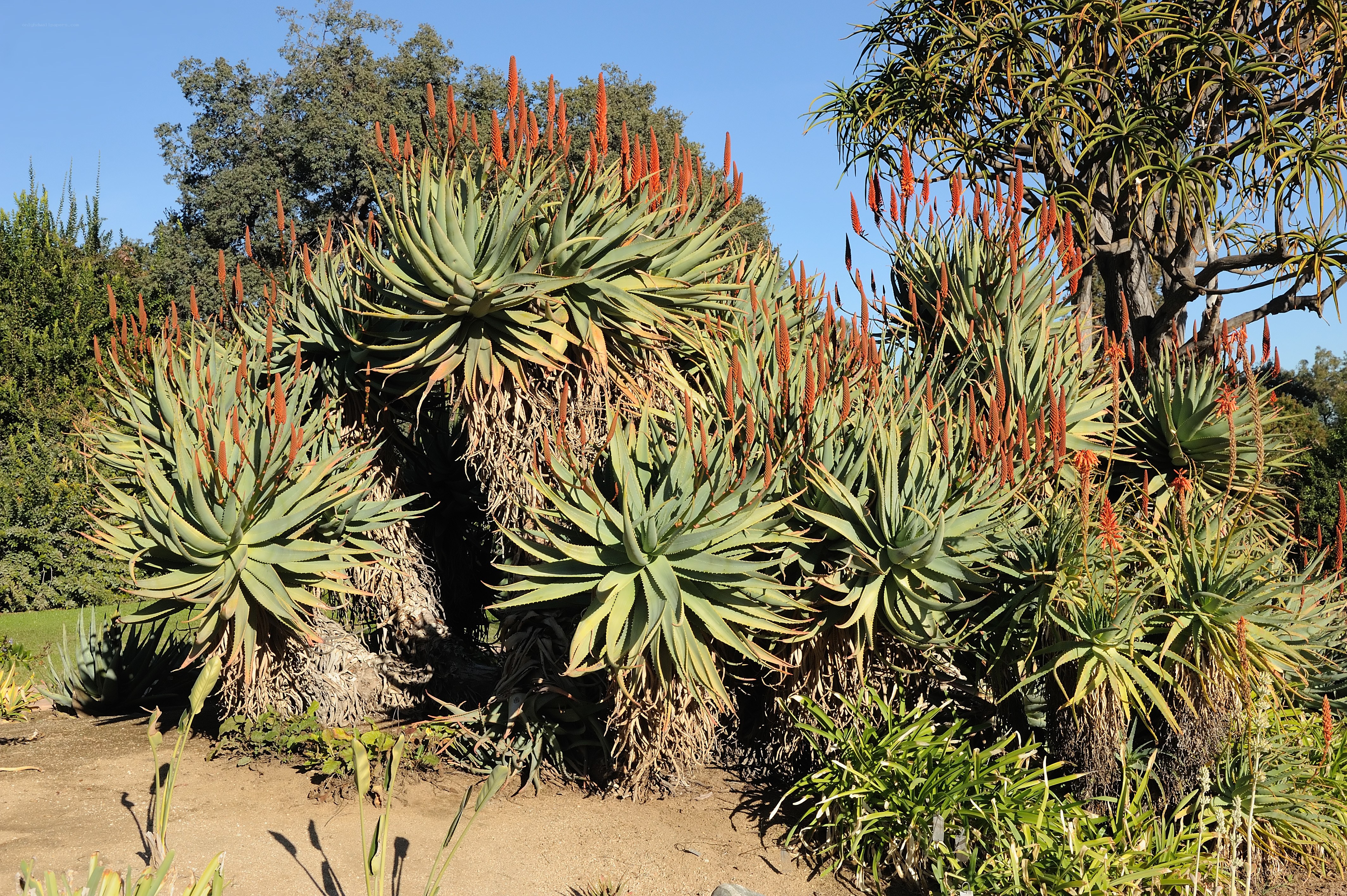 Aloe plants in bloom