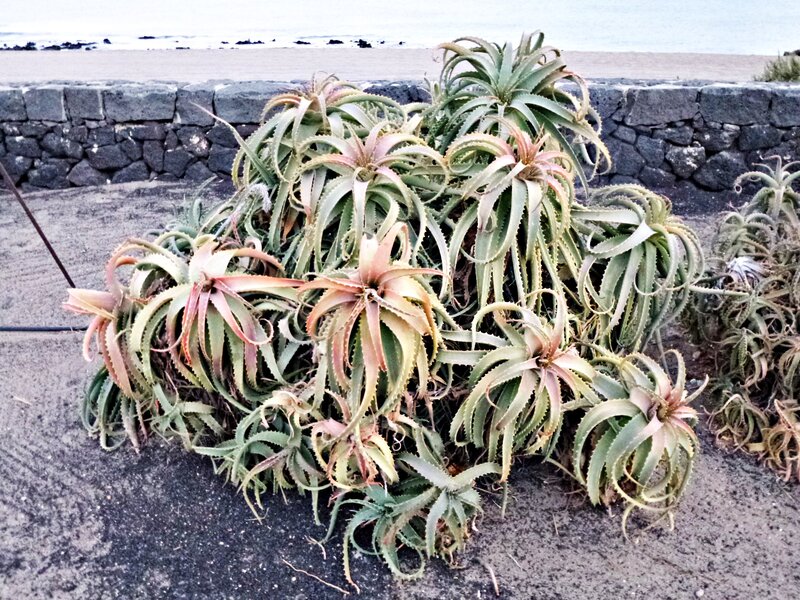 Aloe Plants on Beach