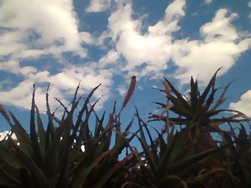 Aloe plants under cloudy sky