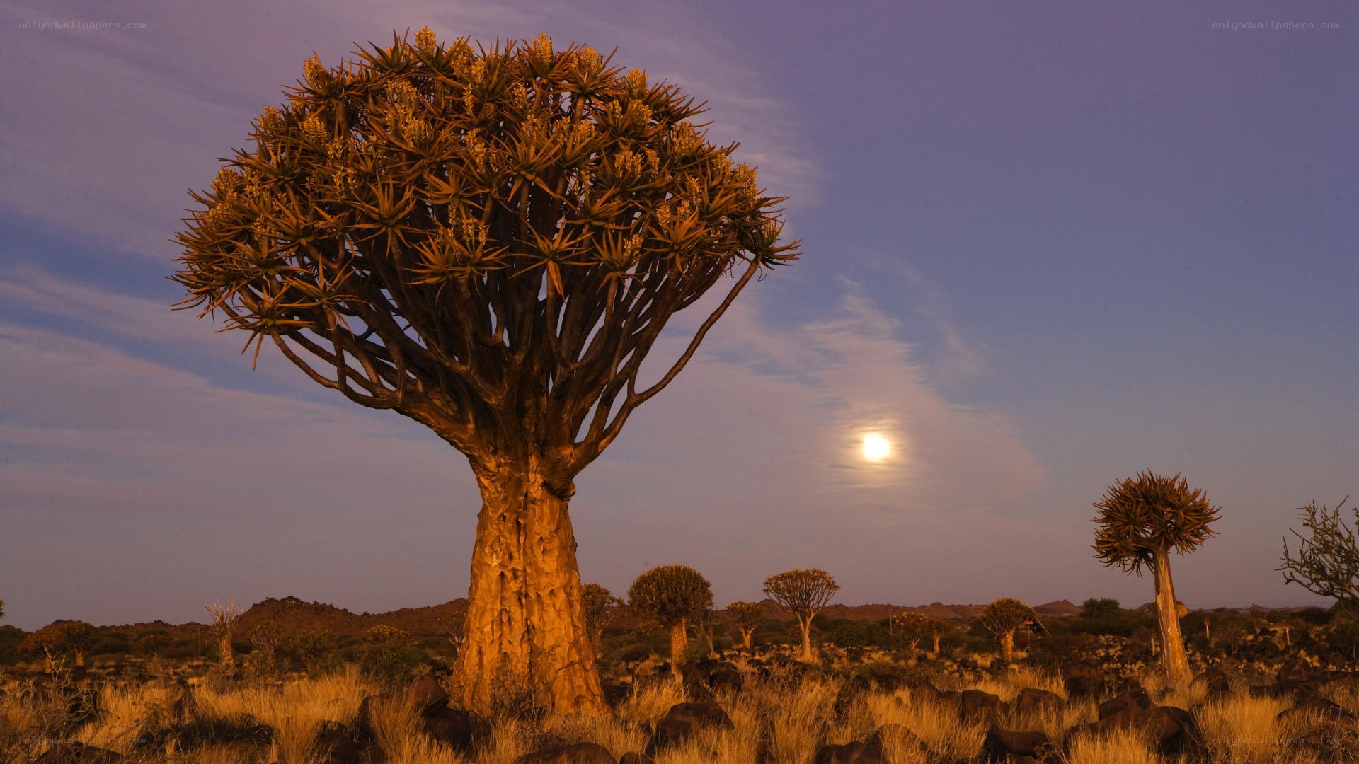 Aloe tree at dusk with moon