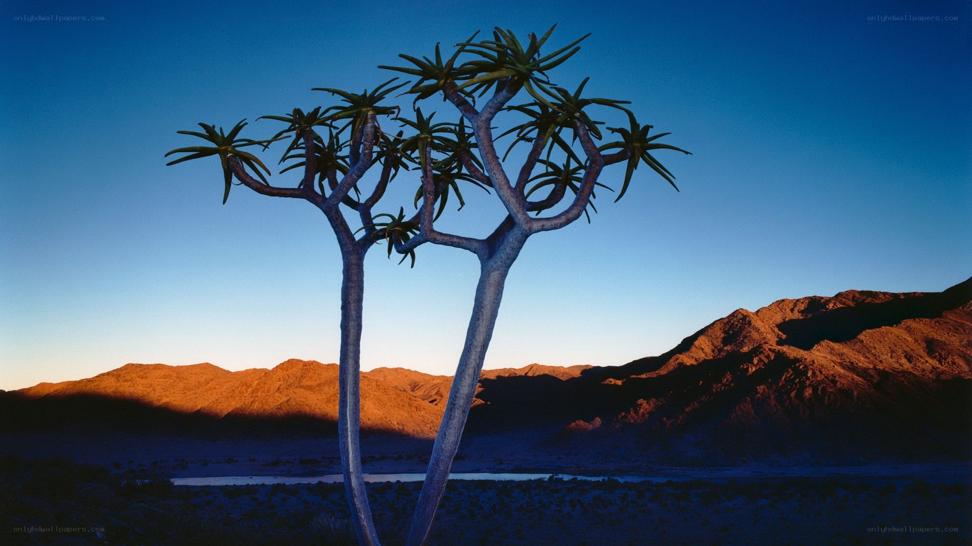 Aloe trees at sunset in desert
